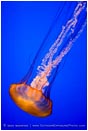 Royalty Free Stock Photo: Jelly Dance III