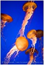 Jelly Dance IV Print