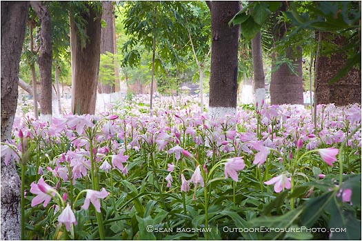Royalty Free Stock Photo: Parque Florencio Antillon