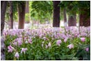 Royalty Free Stock Photo: Parque Florencio Antillon