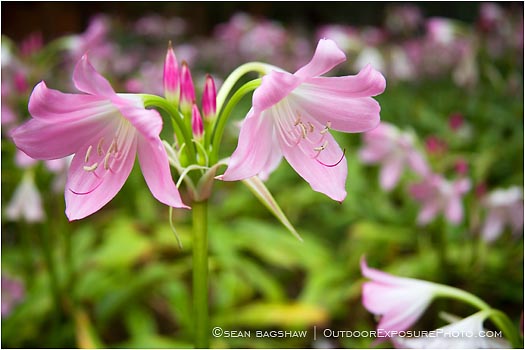 Print: Flowers In The Park