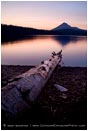 Rights Managed Stock Photo: Dead Log And Mt. McLoughlin