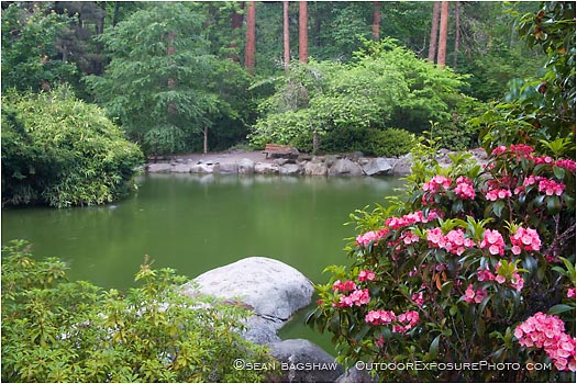 Rights Managed Stock Photo: Rhododendrons Blooming At The Upper Duck Pond