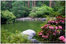 Rights Managed Stock Photo: Rhododendrons Blooming At The Upper Duck Pond