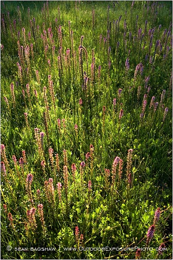 Royalty Free Stock Photo: Evening Light On Summer Wildflowers