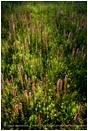 Royalty Free Stock Photo: Evening Light On Summer Wildflowers