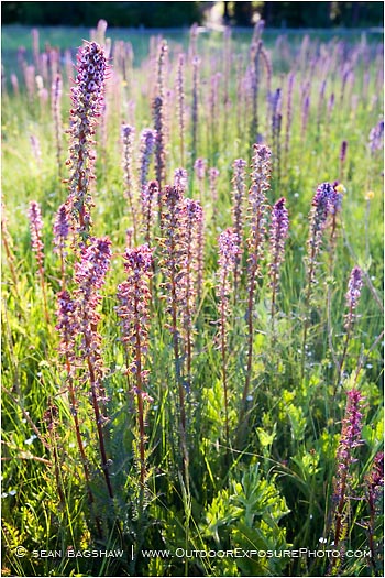 Rights Managed Stock Photo: Evening Light On Summer Wildflowers II