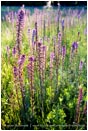 Print: Evening Light On Summer Wildflowers II