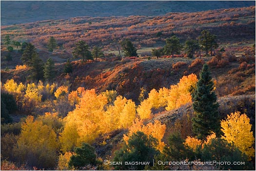 Royalty Free Stock Photo: Aspen and Oak
