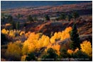 Aspen and Oak Stock Image, San Juan Mountains, Colorado