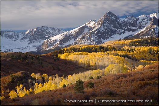 Print: Dallas Divide Aspen