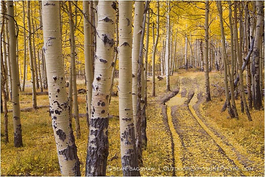 Rights Managed Stock Photo: Aspen Road