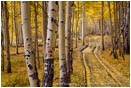 Print: Aspen Road