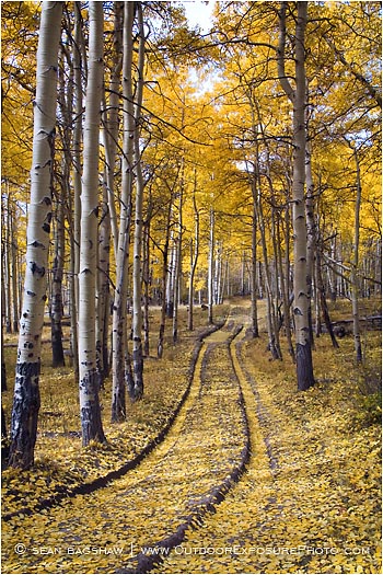 Rights Managed Stock Photo: Aspen Road II