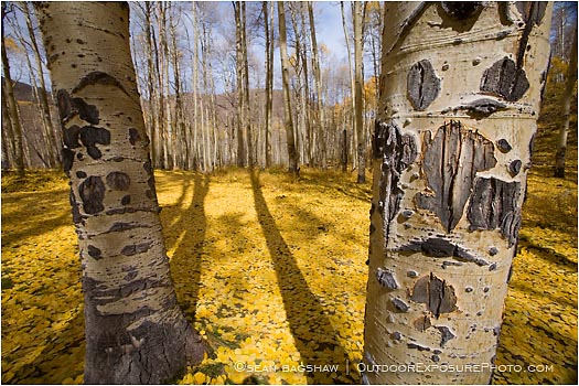 Rights Managed Stock Photo: Aspen Trunks