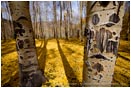 Rights Managed Stock Photo: Aspen Trunks