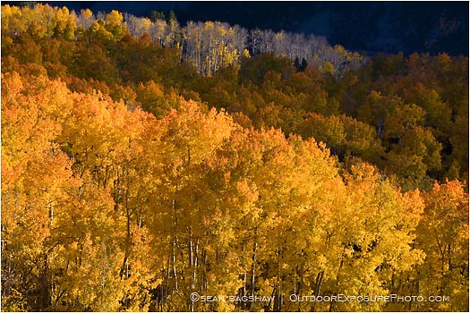 Print: Aspen Wave