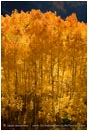 Royalty Free Stock Photo: Glowing Aspen