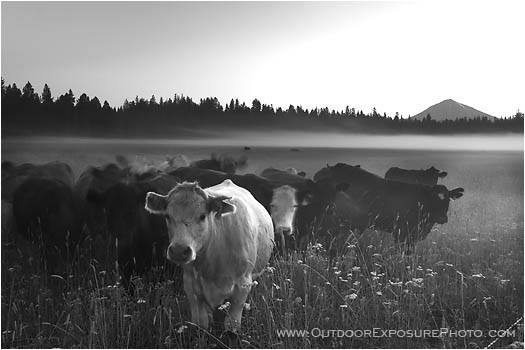 Rights Managed Stock Photo: Cows in the Mist