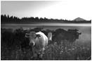 Rights Managed Stock Photo: Cows in the Mist