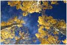 Aspen Sky Stock Image, Colorado