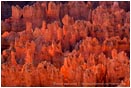 Glowing Hoodoos in Bryce Canyon Stock Image Utah