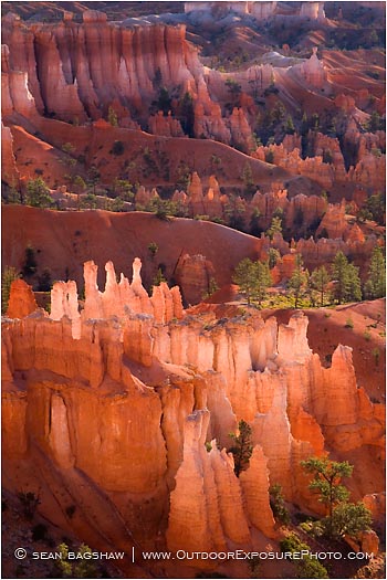 Print: Bryce Hoodoos II