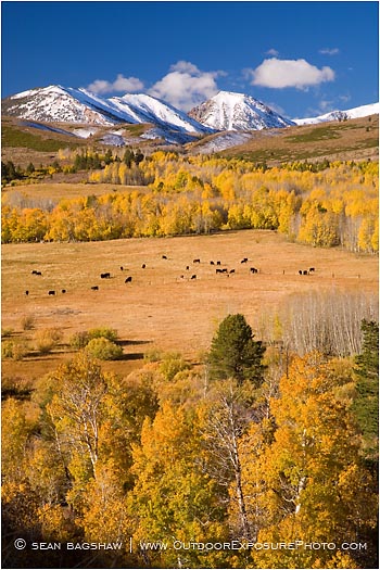 Royalty Free Stock Photo: Fall Pasture in the Sierra