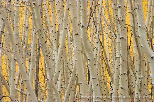 Crowded Print, Colorado