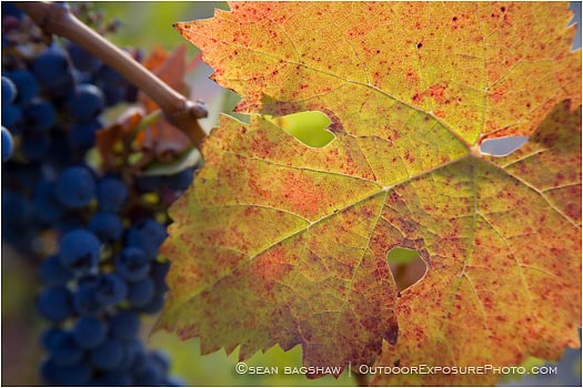 Royalty Free Stock Photo: Grapes On Vine