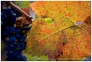 Royalty Free Stock Photo: Grapes On Vine