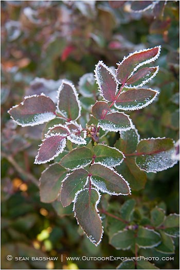 Royalty Free Stock Photo: Frost Lined Leaves 1