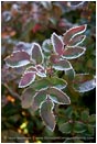 Royalty Free Stock Photo: Frost Lined Leaves 1