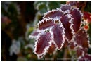 Royalty Free Stock Photo: Frost Lined Leaves 2