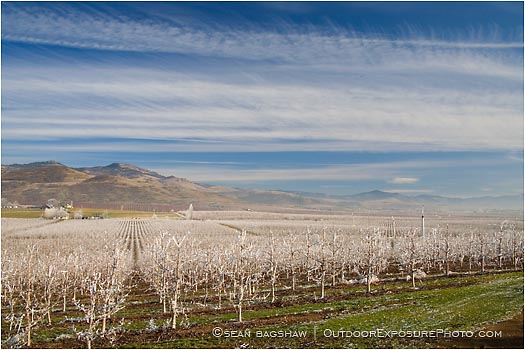 Royalty Free Stock Photo: Pear Orchard 1