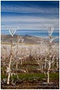 Royalty Free Stock Photo: Pear Orchard 2