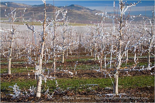 Royalty Free Stock Photo: Pear Orchard 3