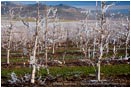 Royalty Free Stock Photo: Pear Orchard 3