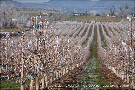 Royalty Free Stock Photo: Pear Orchard 4