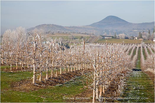 Royalty Free Stock Photo: Pear Orchard 5