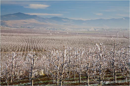 Royalty Free Stock Photo: Pear Orchard 6