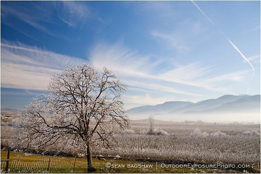 Royalty Free Stock Photo: Pear Orchard 7