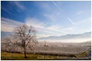 Royalty Free Stock Photo: Pear Orchard 7