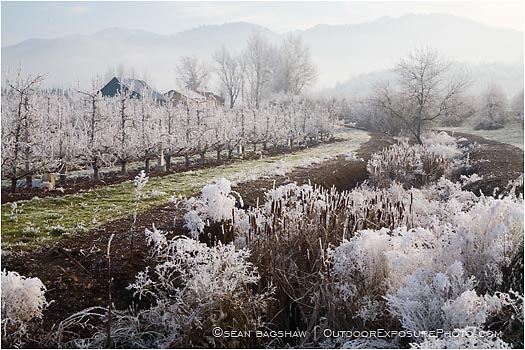 Pear Orchard 8 Stock Image Rogue Valley, Oregon