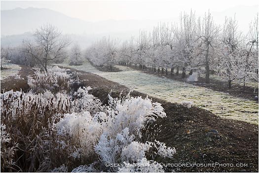 Royalty Free Stock Photo: Pear Orchard 9