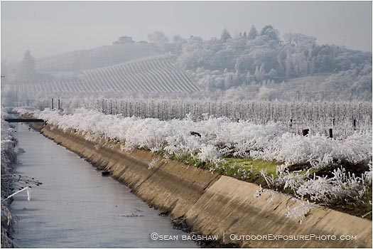 Royalty Free Stock Photo: Frosty Vineyard 1