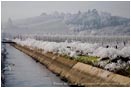 Royalty Free Stock Photo: Frosty Vineyard 1