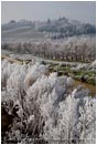 Royalty Free Stock Photo: Frosty Vineyard 2