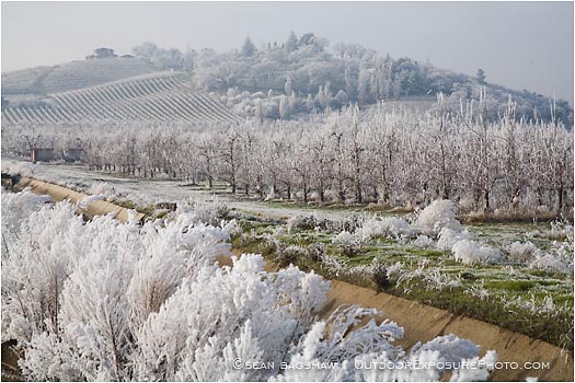 Royalty Free Stock Photo: Frosty Vineyard 3