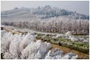 Royalty Free Stock Photo: Frosty Vineyard 3